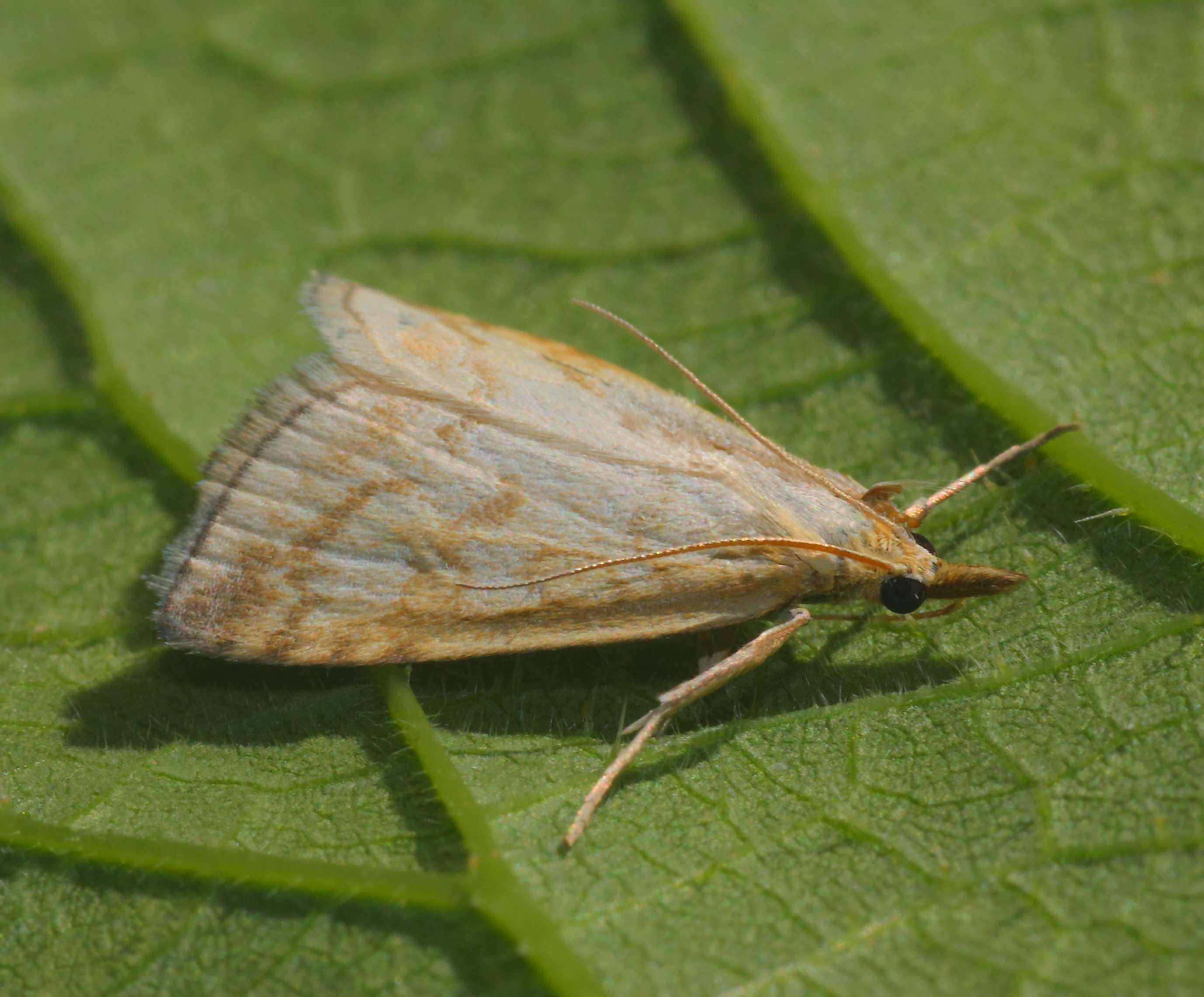 Eugnorisma glareosa